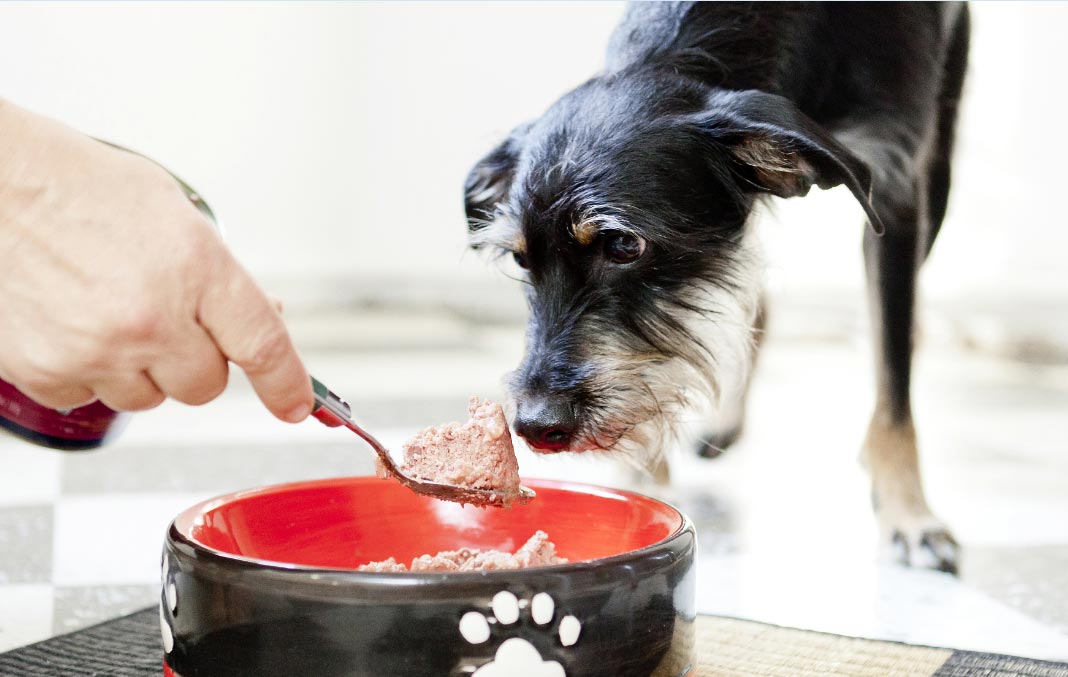 Las mascotas pueden comer siempre lo mismo, si les aporta nutrientes
