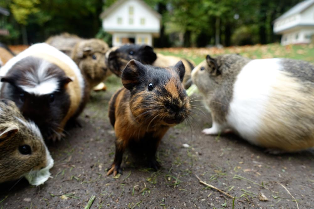 La pubertad del conejillo de indias, clave para afianzar el vínculo