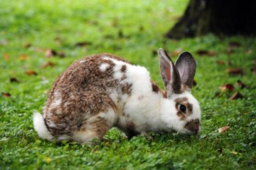 conejodpa El Digital de Asturias