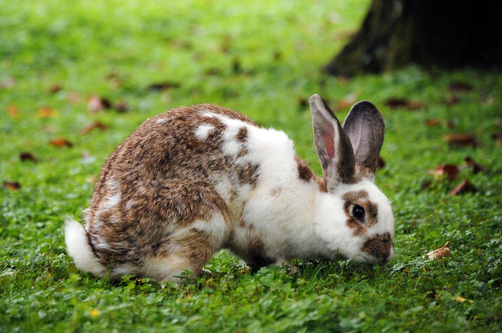 conejodpa El Digital de Asturias