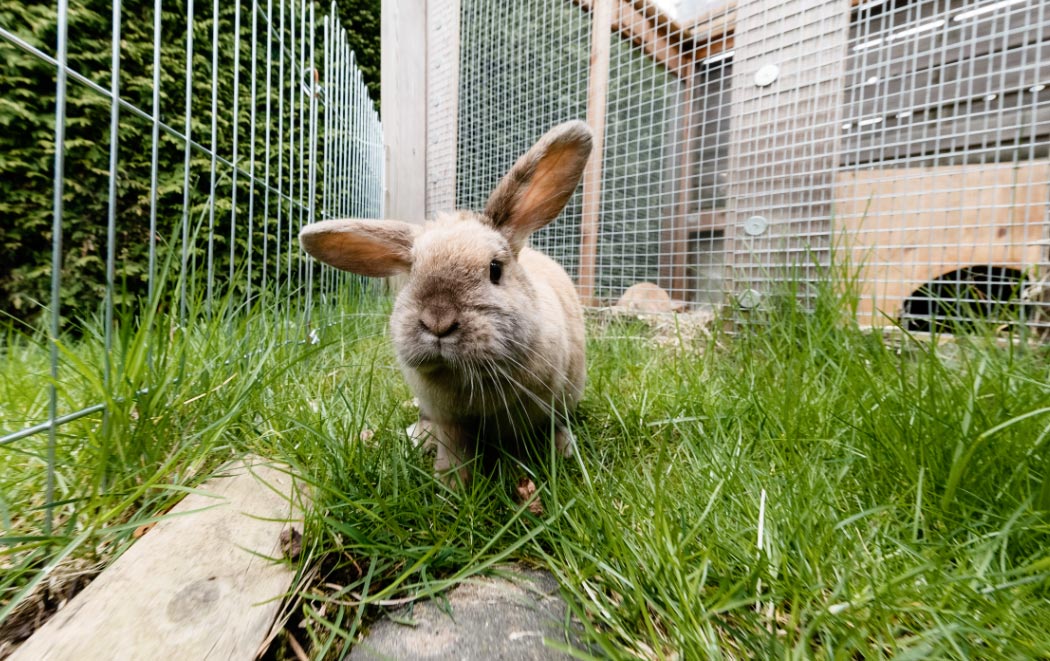 conejosycorrales El Digital de Asturias