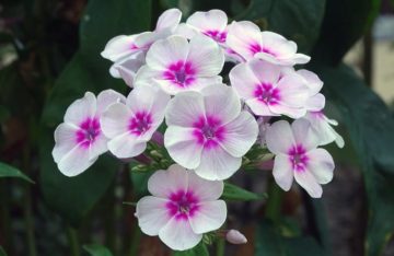 floresboda El Digital de Asturias