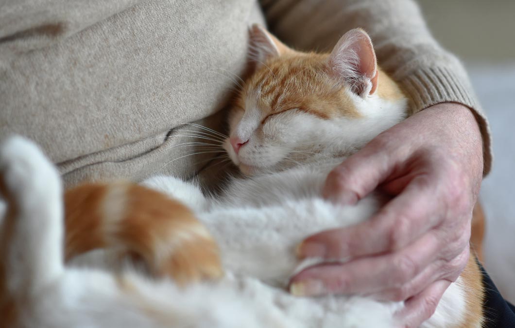 Gatos y niños se relacionan de forma similar con sus cuidadores