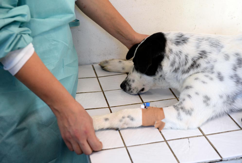 Cómo darles los medicamentos a las mascotas enfermas