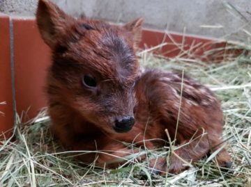 venadopudu El Digital de Asturias