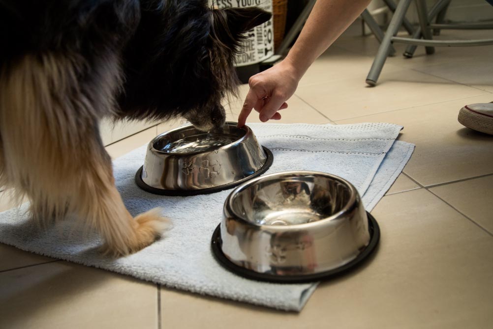 Vivir con mascotas: Hay que contar con arañazos en el parqué