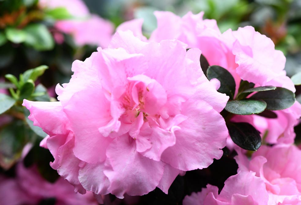 Trucos y consejos para la azalea de interior El Digital Trucos y consejos para la azalea de interior El Digital