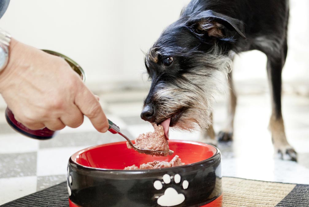 Las mascotas necesitan adaptar su reloj interno