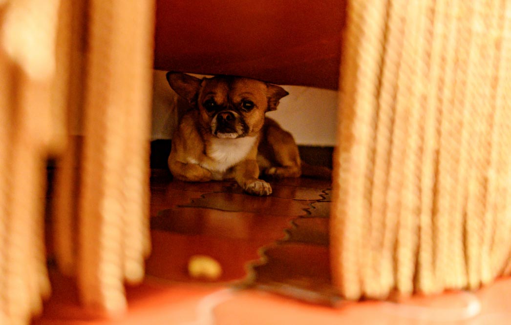 Mascotas y fin de año: ¿Qué hacer contra el pánico sonoro?