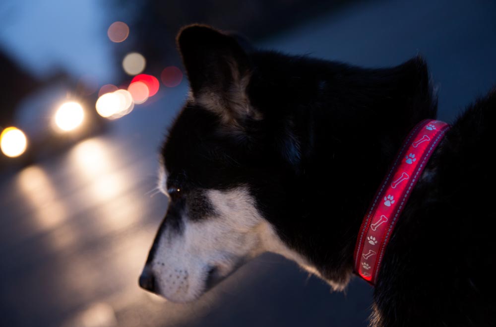 Frío y oscuridad: ¿Cómo afecta a nuestros perros?