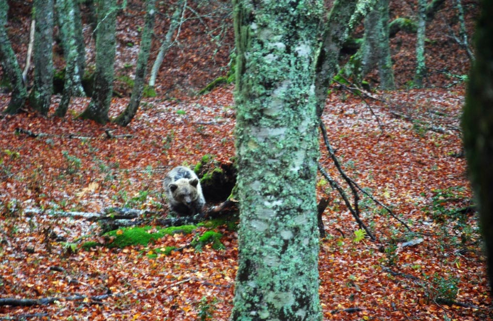 saba El Digital de Asturias