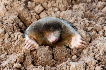 topoeuropeo2020 El Digital de Asturias