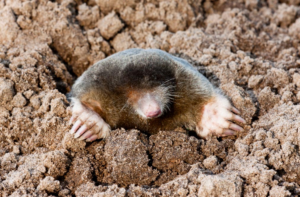 topoeuropeo2020 El Digital de Asturias