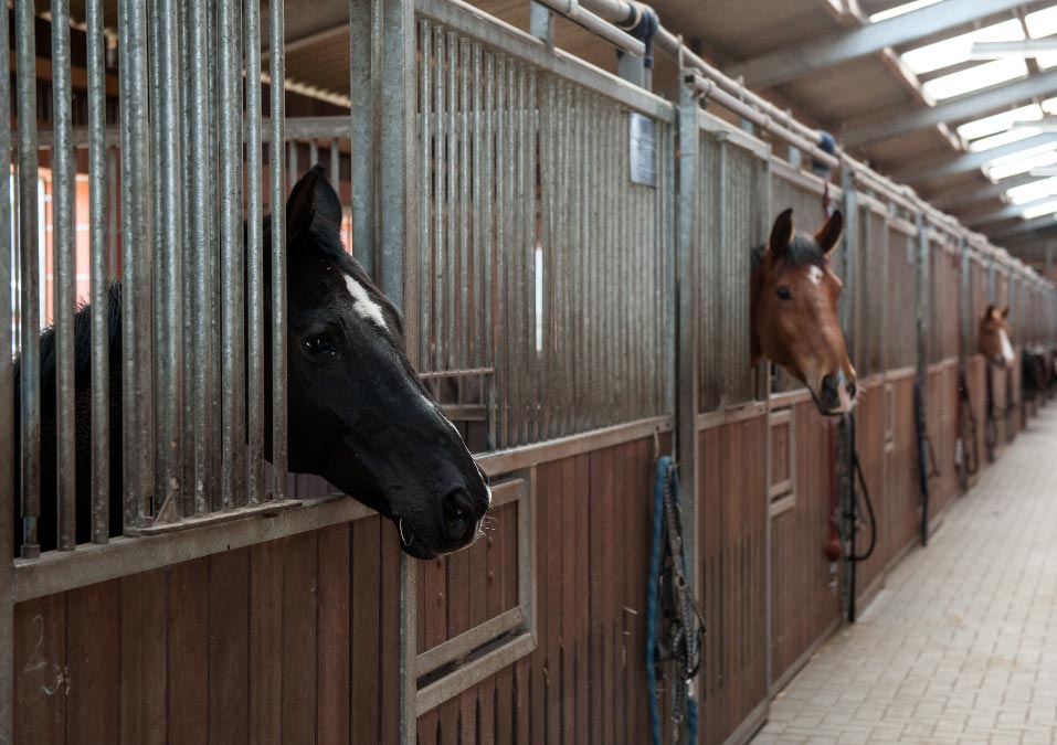 virusdelNiloOccidental El Digital de Asturias