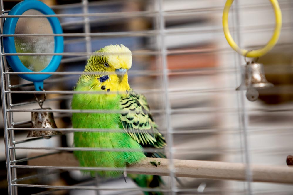 cuidaravescaserasdpa El Digital de Asturias