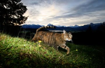 gatodpa El Digital de Asturias
