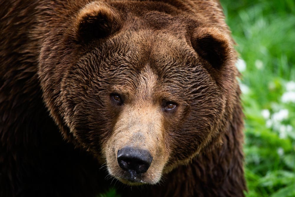 osopardodpa El Digital de Asturias