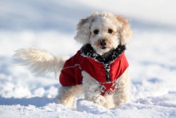 perrosyfriodpa El Digital de Asturias