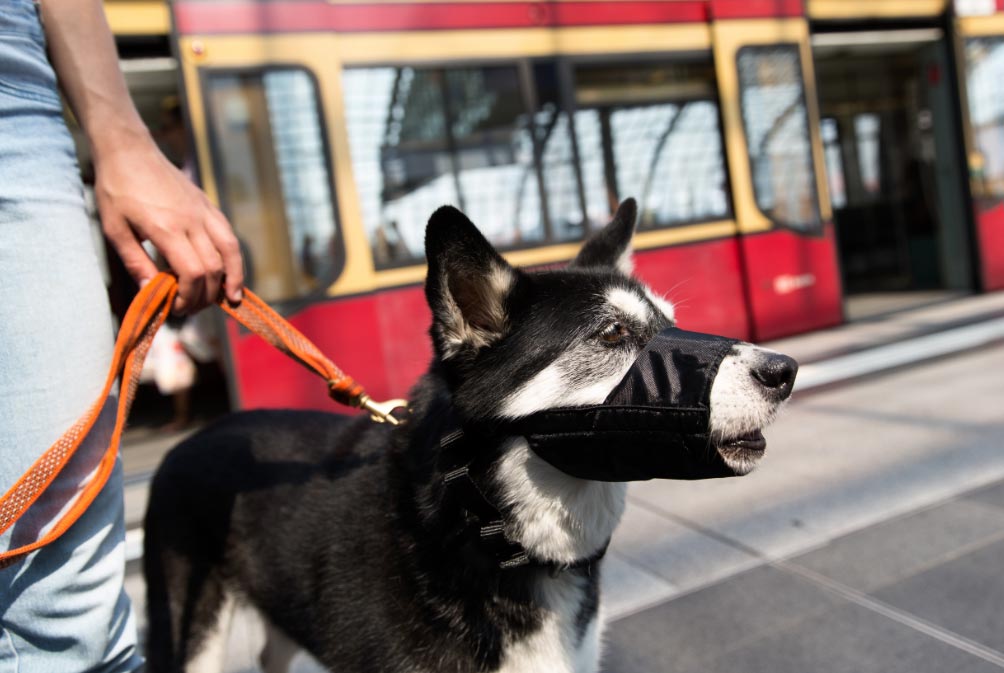 viajarconperrosdpa El Digital de Asturias