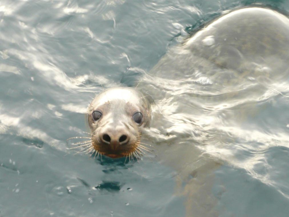 FocagrisAsturias El Digital de Asturias