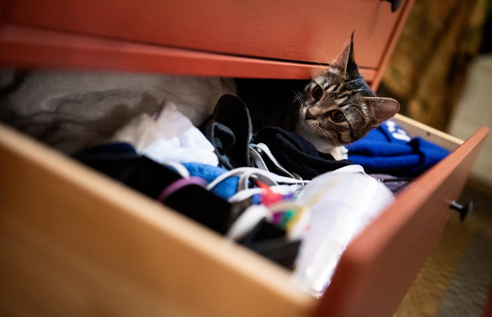 Juguetes peligrosos: Las mascotas pueden quedar atrapadas