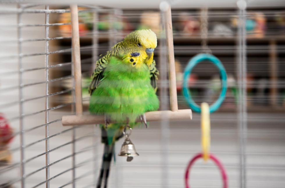 Las aves domésticas necesitan aire fresco en invierno