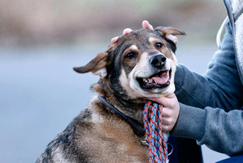Luna es el nombre favorito para perras y gatas en Alemania