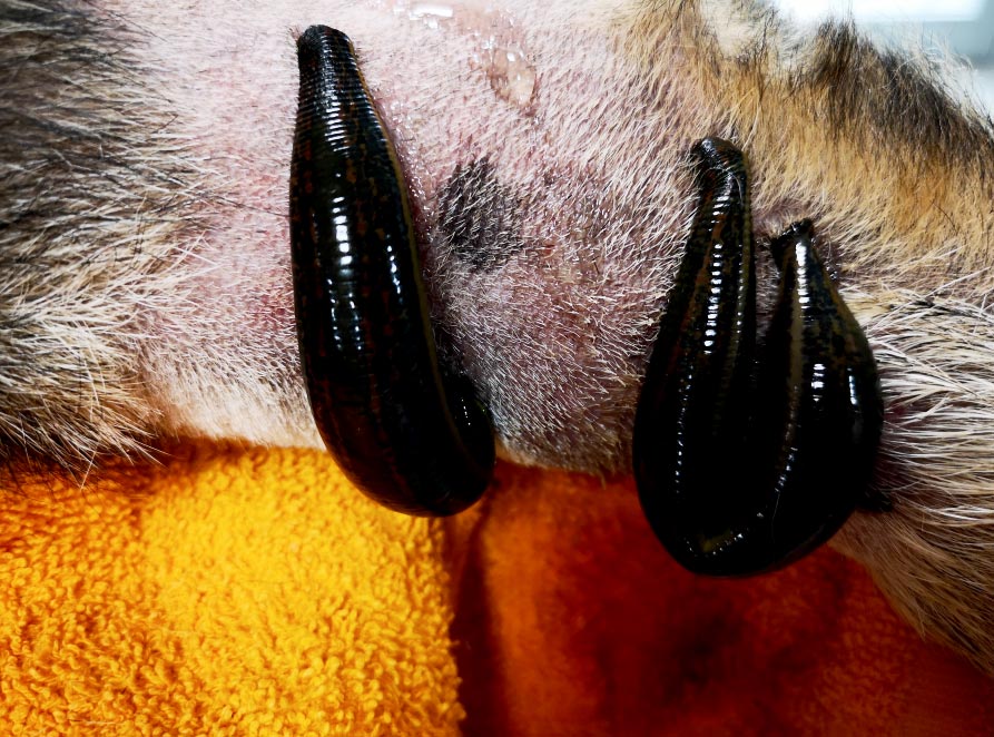 Cuando una mordida ayuda: Terapias con sanguijuelas