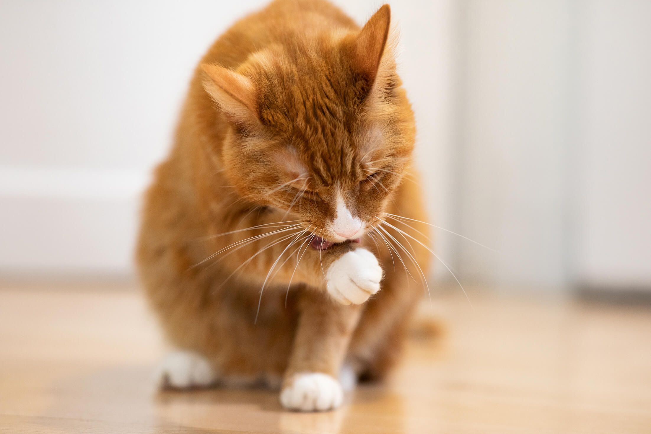 Gatos sostenibles: cómo cuidarles a ellos y al medio ambiente