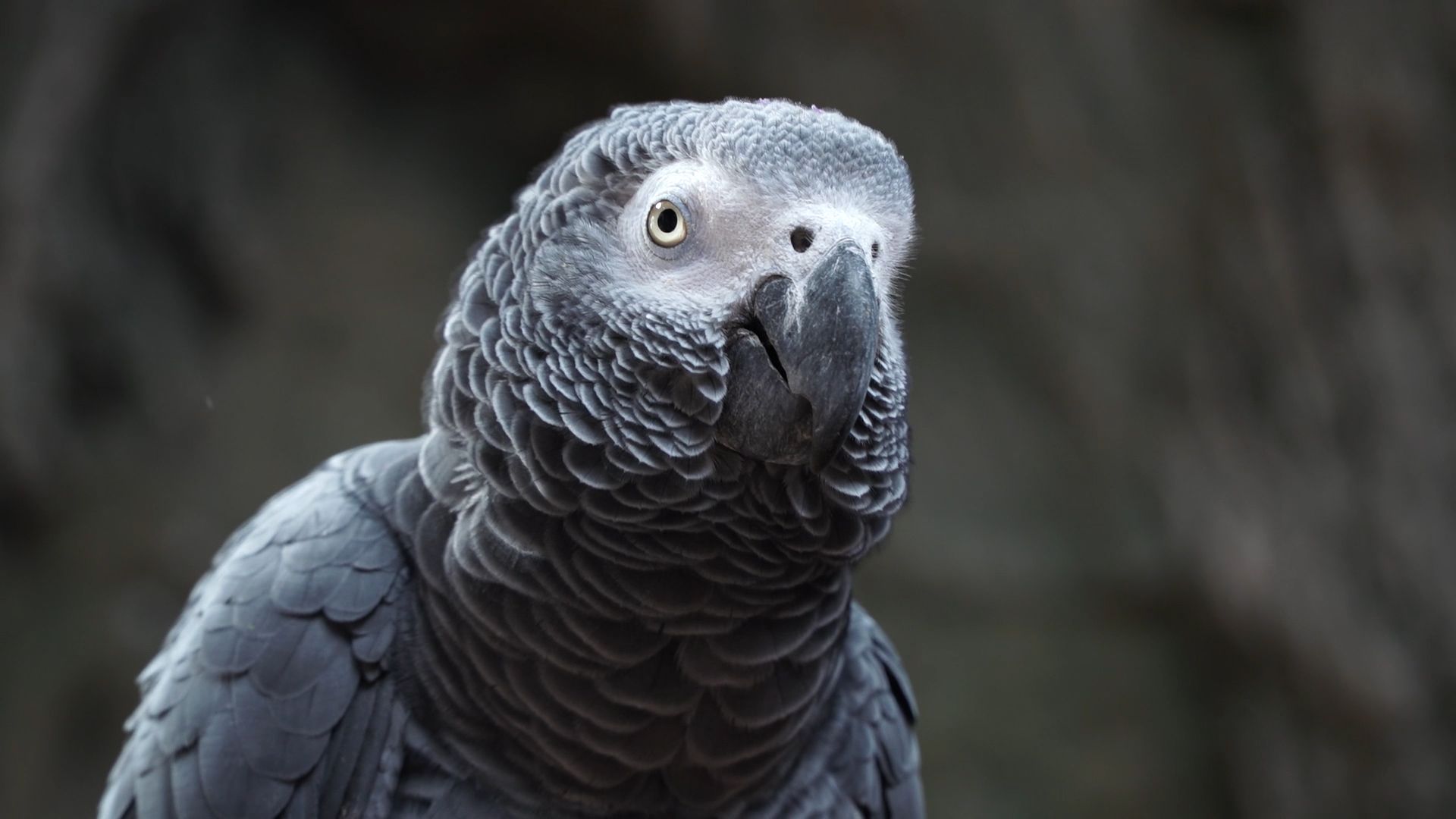 1582724281LoroParquepresentaunanuevaexhibicinparaloslorosdefrica2 El Digital de Asturias