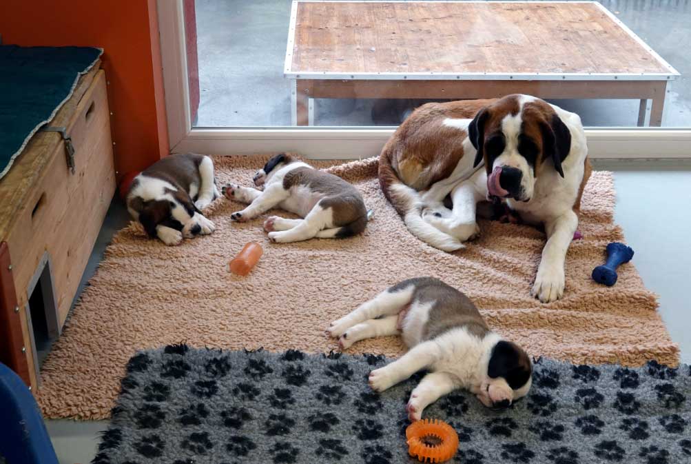 Tosca El Digital de Asturias