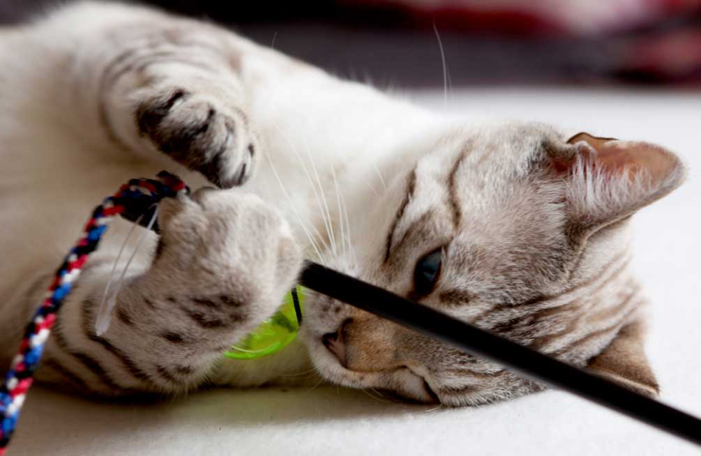 alimentaciongatos El Digital de Asturias