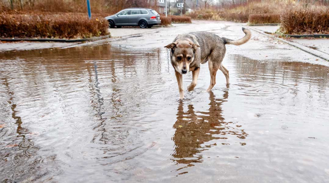 charcosperros El Digital de Asturias