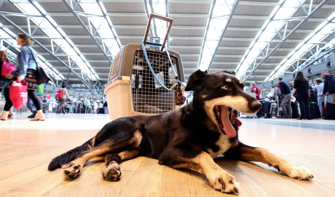 El aeropuerto de Helsinki ya dispone de aseos para mascotas