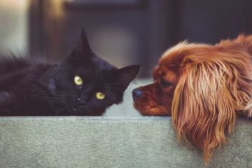 mascotas El Digital de Asturias