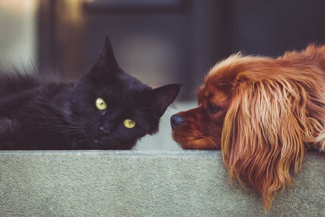 mascotas El Digital de Asturias