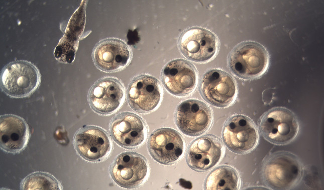 pez killi El Digital de Asturias