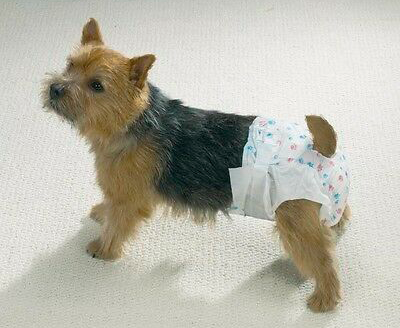 1582888668perropaales El Digital de Asturias