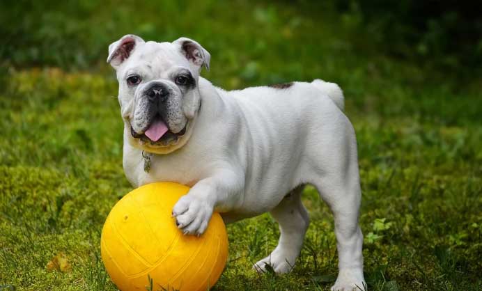 perros El Digital de Asturias