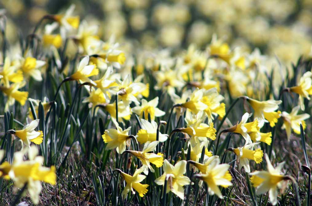 El Eifel alemán invita a conocer sus praderas de narcisos