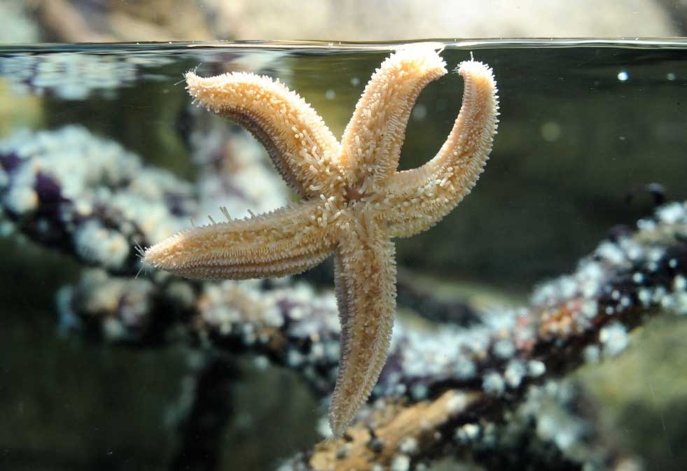 estrellasdemar El Digital de Asturias