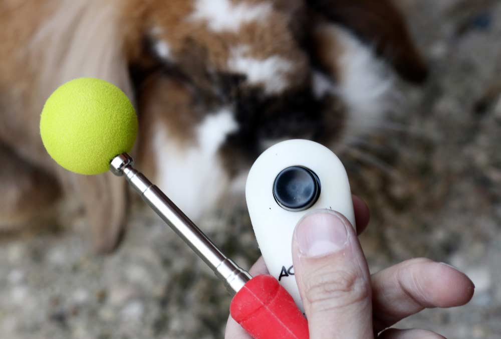 Cómo entretener a las mascotas durante el confinamiento