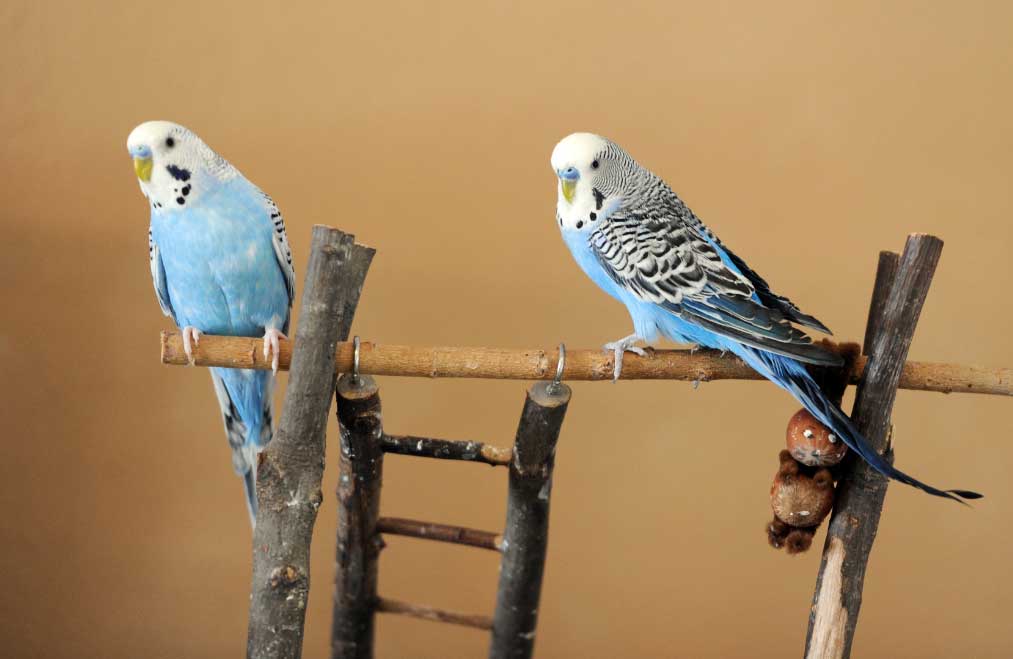 Los juguetes con fibras pueden ser peligrosos para los periquitos