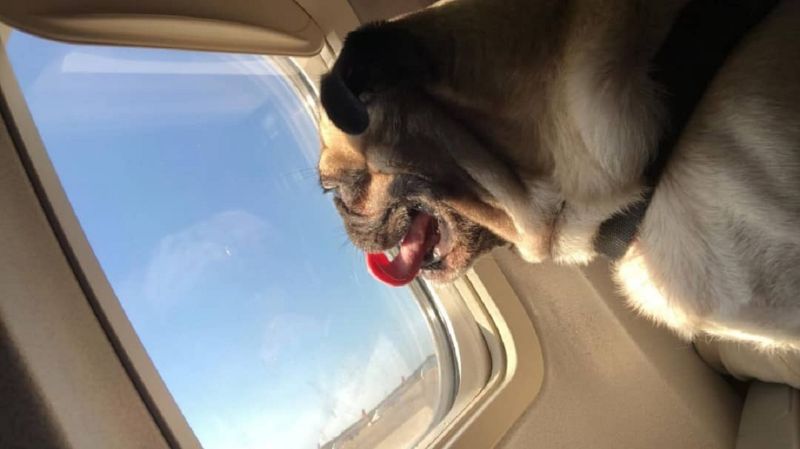 transporte mascotas El Digital de Asturias