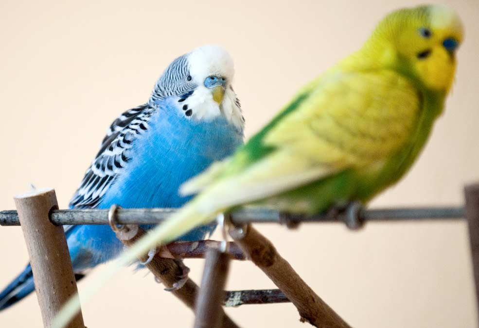 galetaspajaros El Digital de Asturias