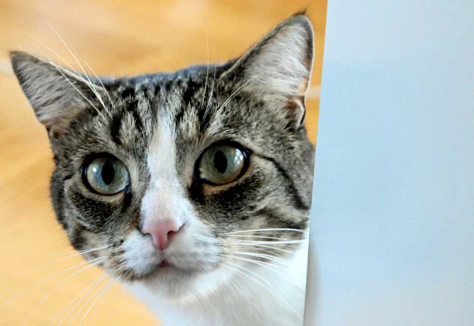 gatosyhogar El Digital de Asturias