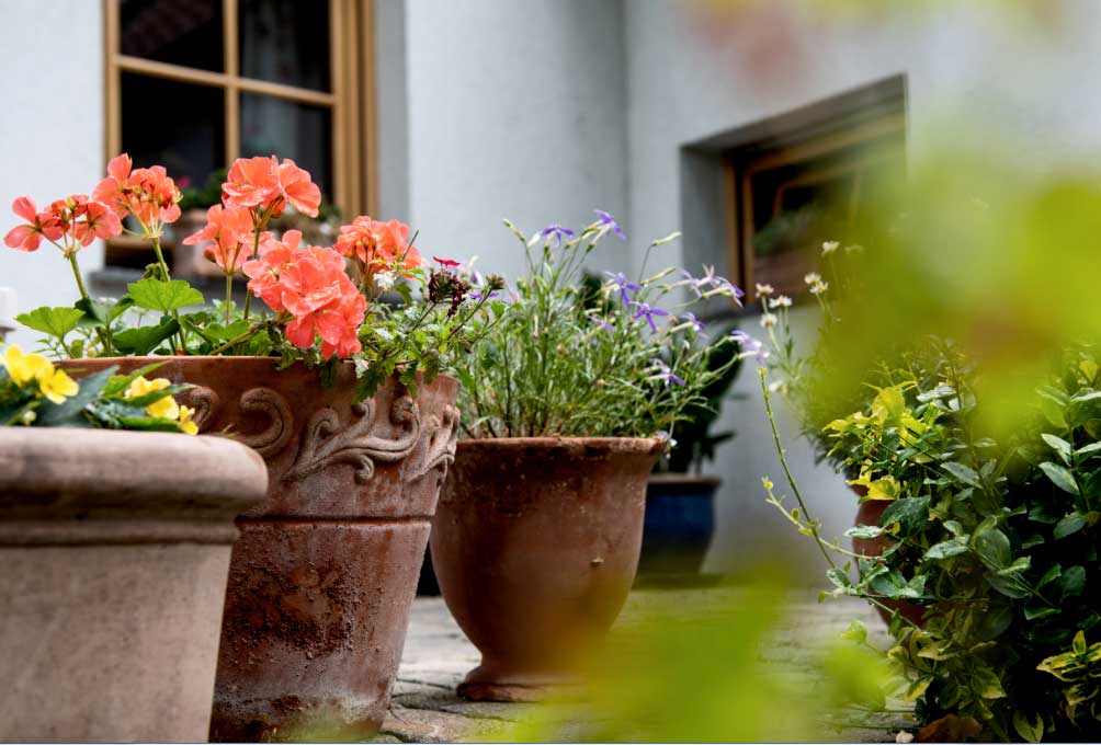 macetas El Digital de Asturias