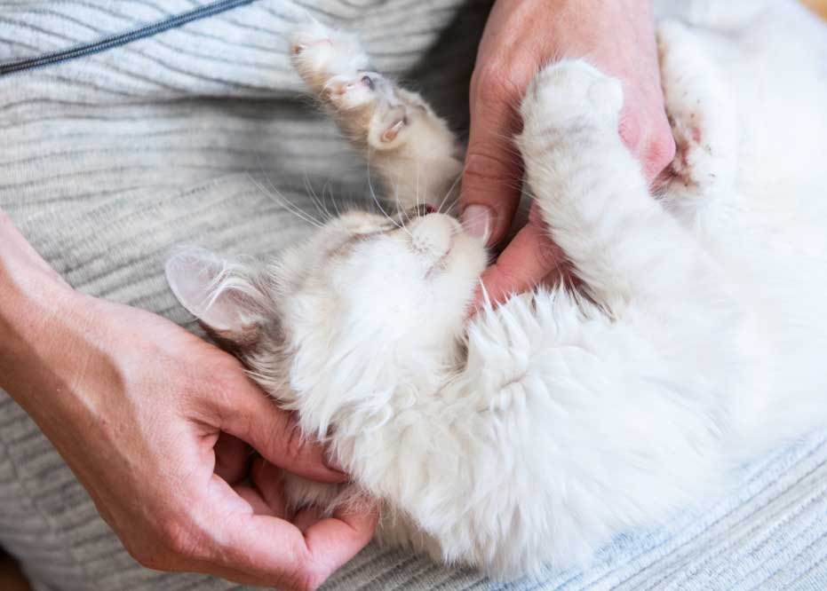 Mascotasymordeduras El Digital de Asturias