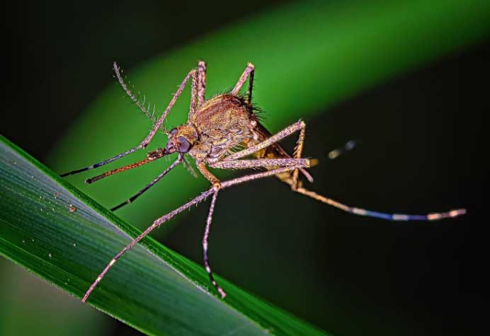 mosquitostigre El Digital de Asturias