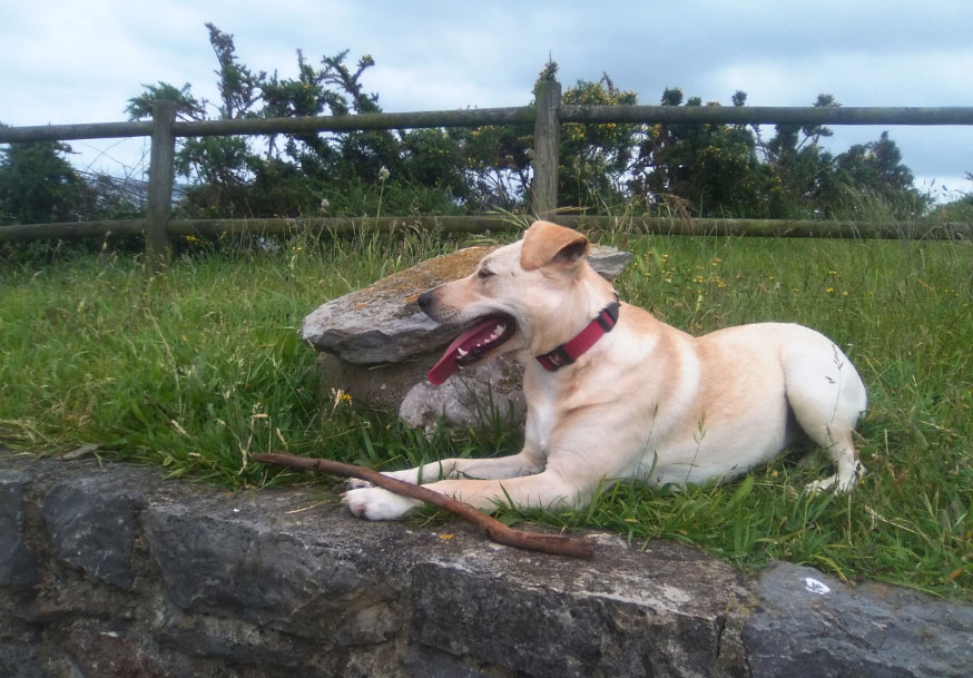 Globalmascota: Servicios, complementos y cuidados para mascotas